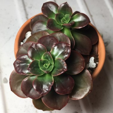 Echeveria Melaco