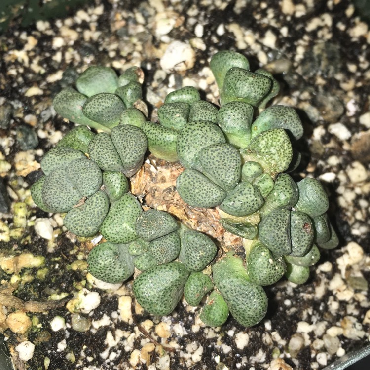 Plant image Aloinopsis schooneesii