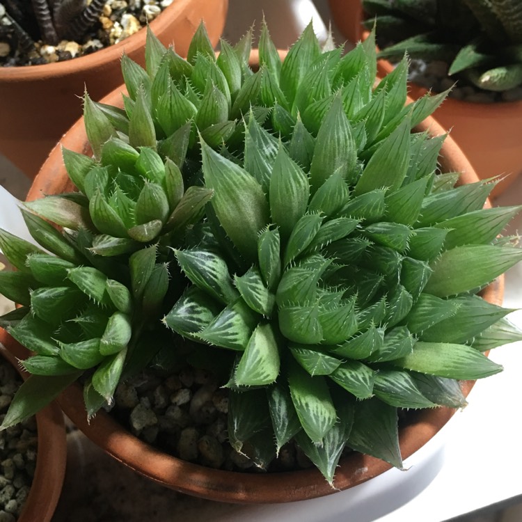 plant image 994264