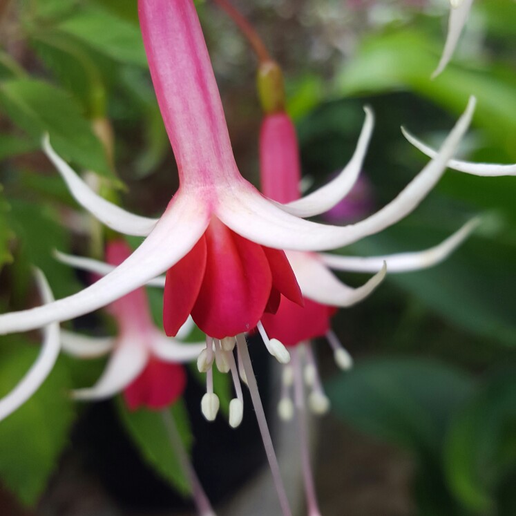 Plant image Fuchsia 'Checker Board'