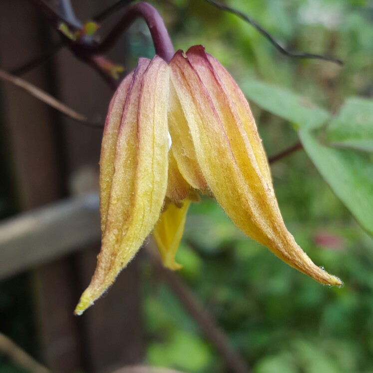 plant image 180785