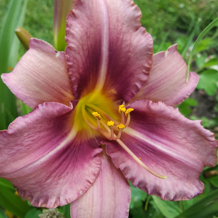 plant image 180894