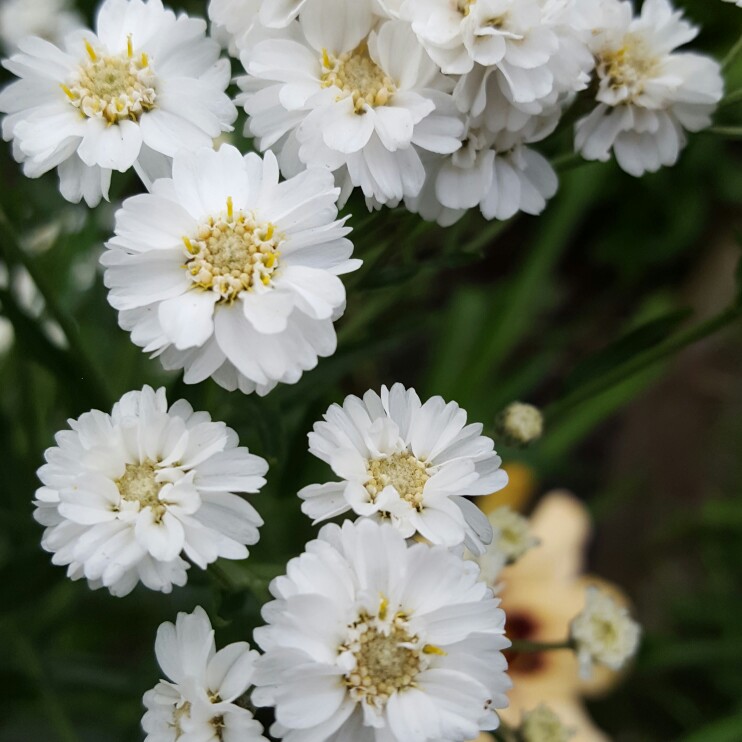 Plant image Achillea ptarmica 'The Pearl'
