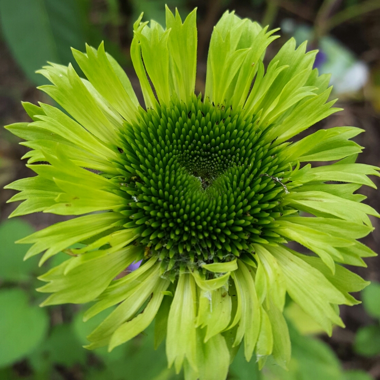 Plant image Echinacea purpurea 'Green Jewel' syn. Echinacea 'Green Jewel'