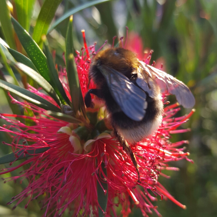 plant image 189426