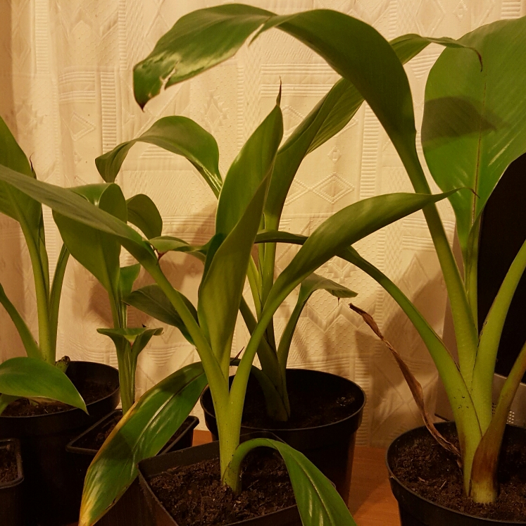 plant image 303943