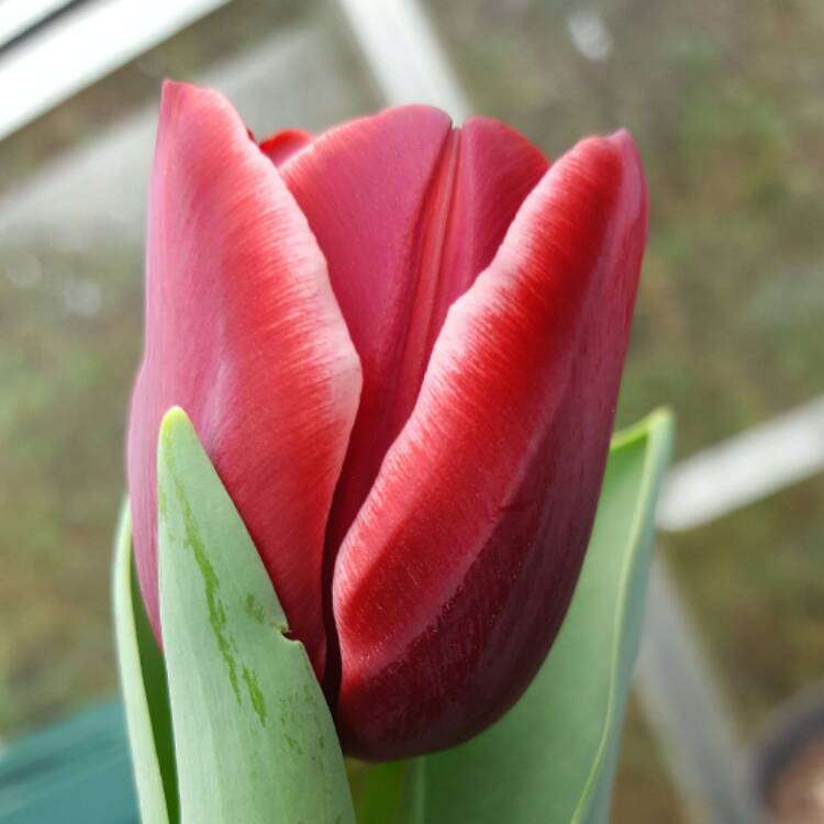 Plant image Tulipa 'Armani'