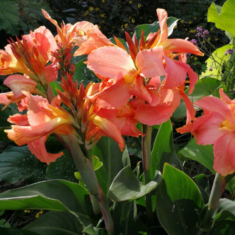 plant image 534573