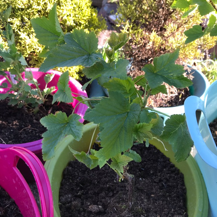 Plant image Ribes nigrum 'Ben Connan'