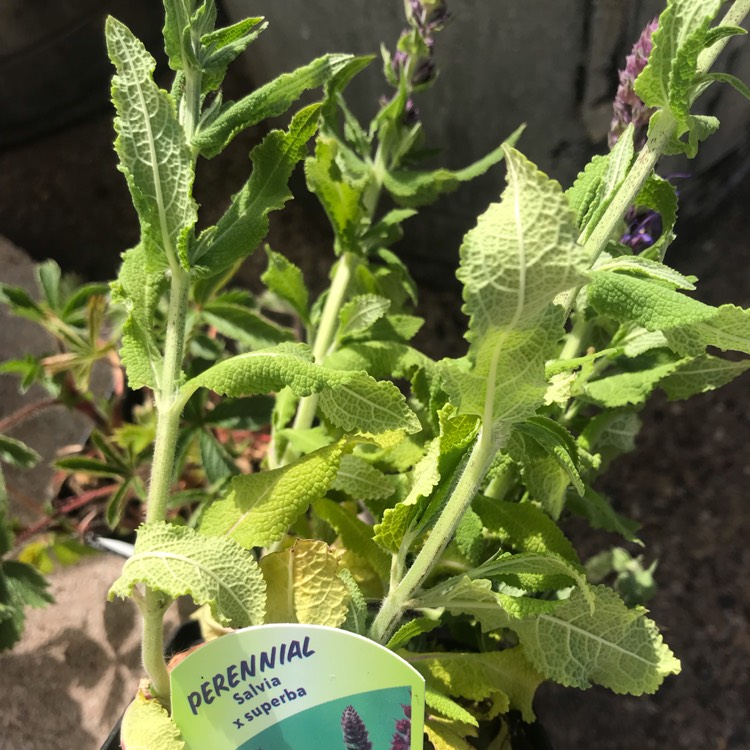 plant image 1052757