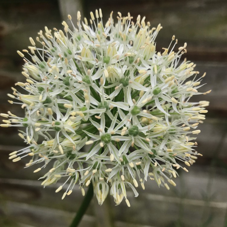 plant image 1057034 plant image 1057034