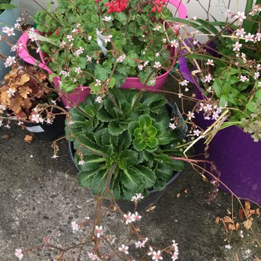 Saxifraga x urbium