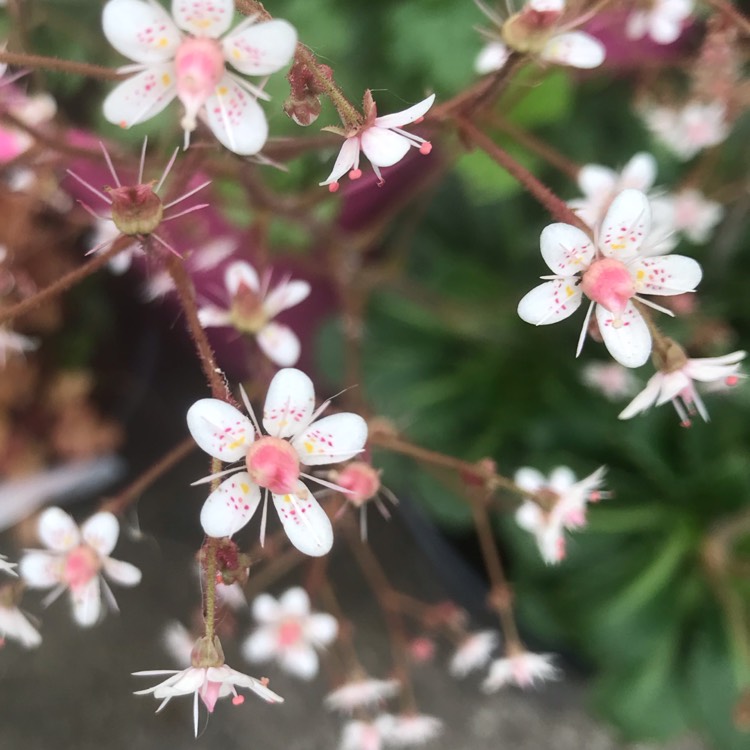 plant image 1063455