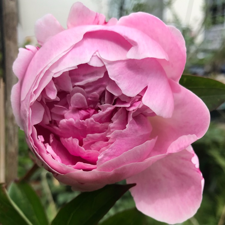 plant image 1082987
