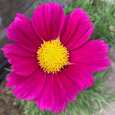Cosmos