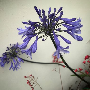 Agapanthus