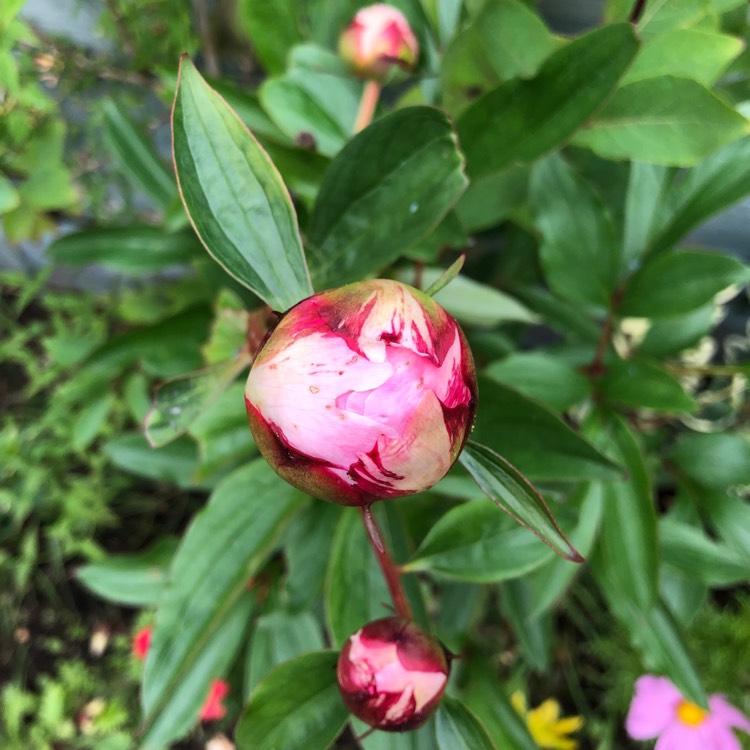 plant image 1326058
