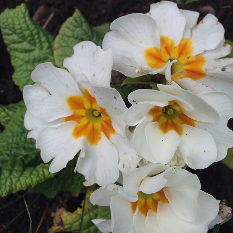 Plant image Primula 'Cottage Cream'