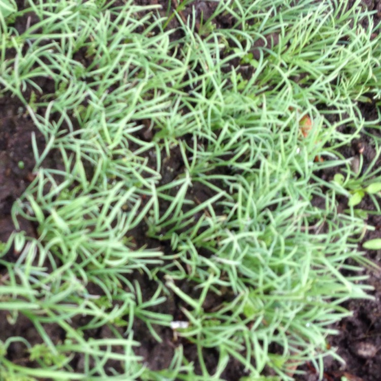 Plant image Eschscholzia californica 'Purple Gleam'