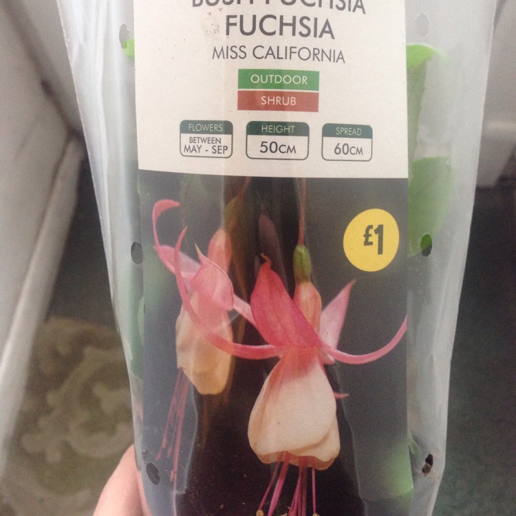 Plant image Fuchsia 'Miss California'