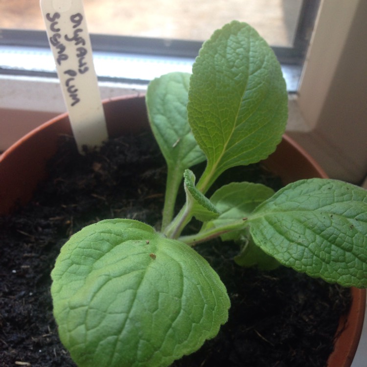 plant image 382926