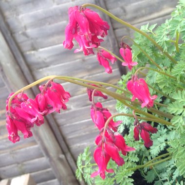 Dicentra formosa 'King of Hearts'