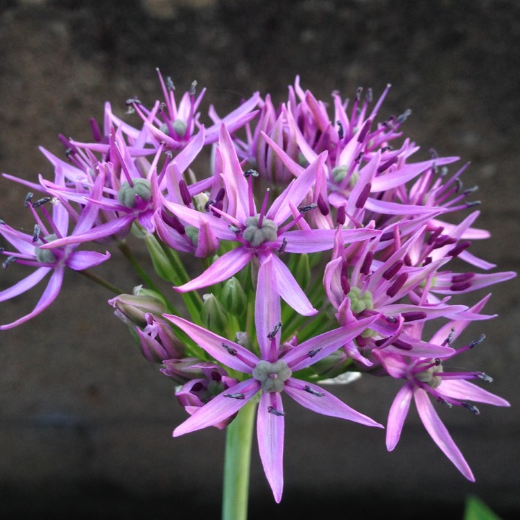 plant image 417621 plant image 417621