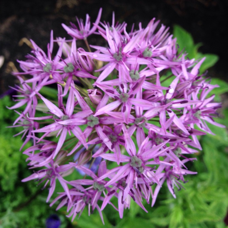 plant image 422719 plant image 422719