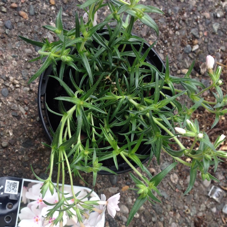 Plant image Phlox subulata 'Amazing Grace'