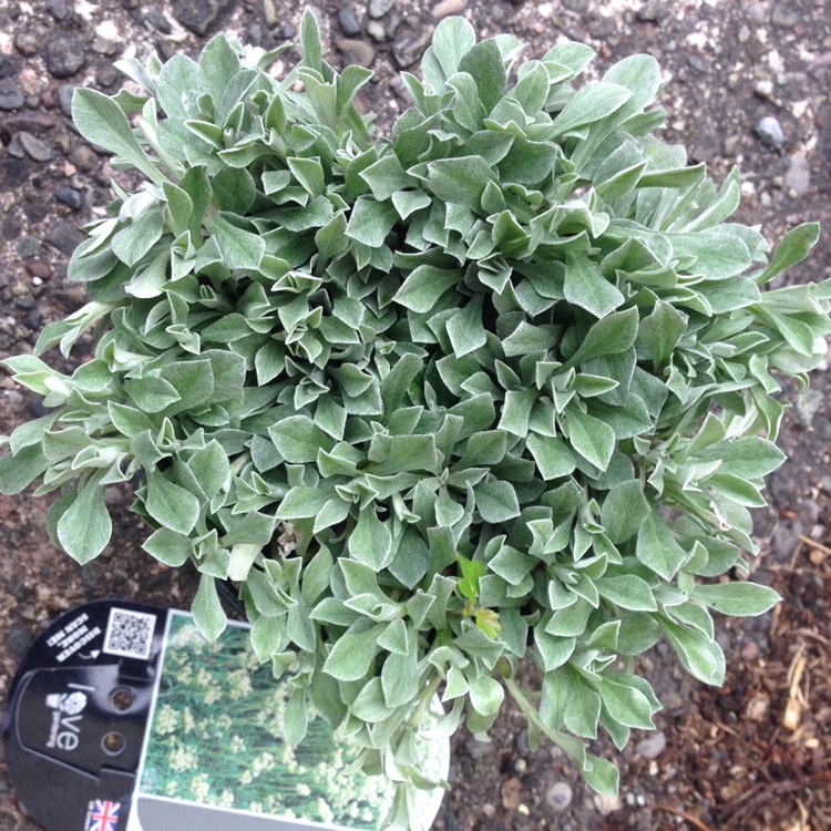 Plant image Antennaria