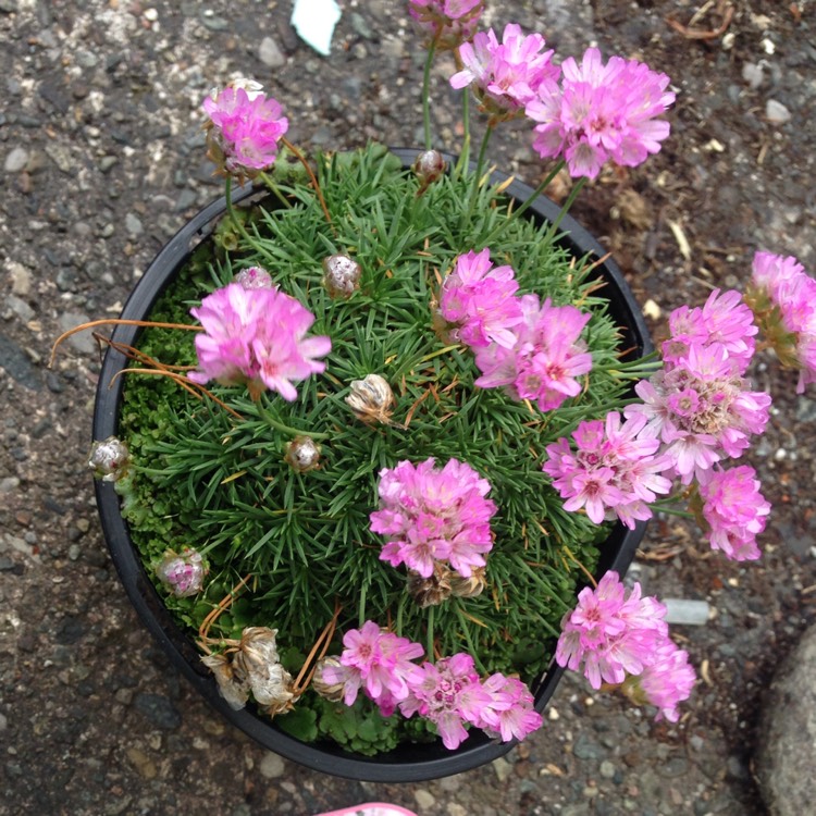 Plant image Armeria Caespitosa