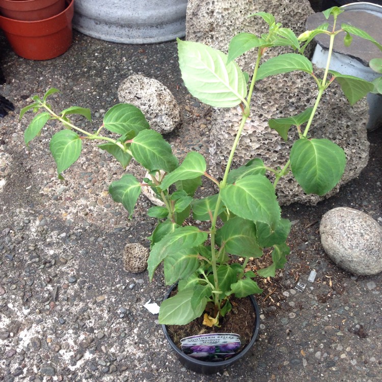 Plant image Fuchsia 'Blackie'