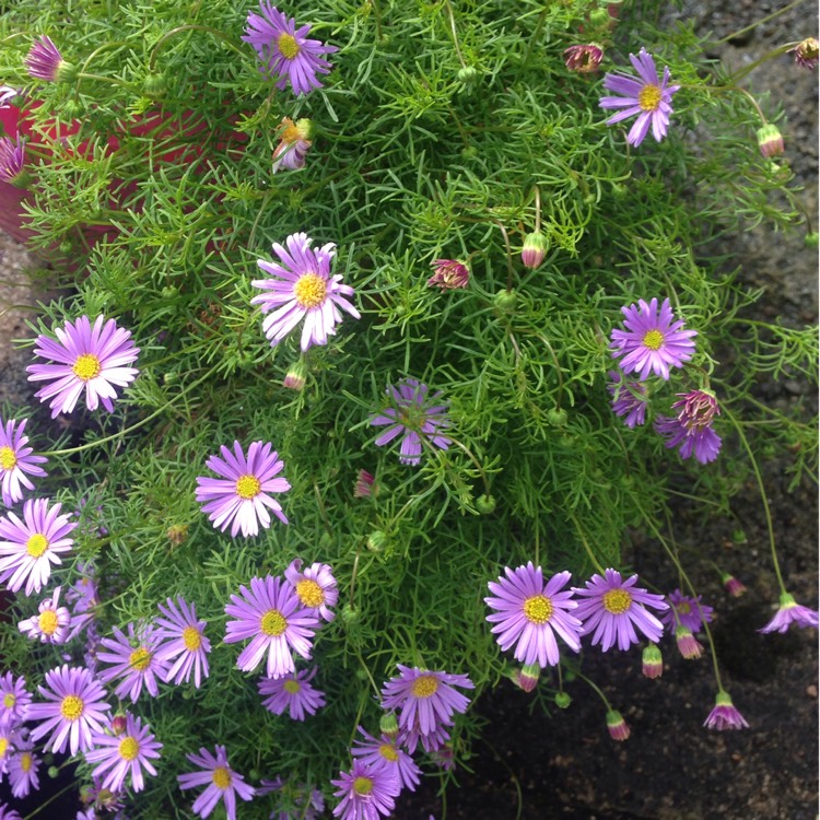 Plant image Brachyscome iberidifolia