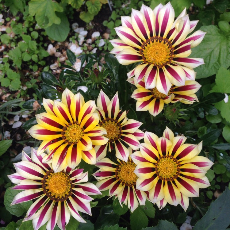 plant image 485084