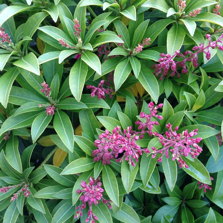 plant image 547029 plant image 547029
