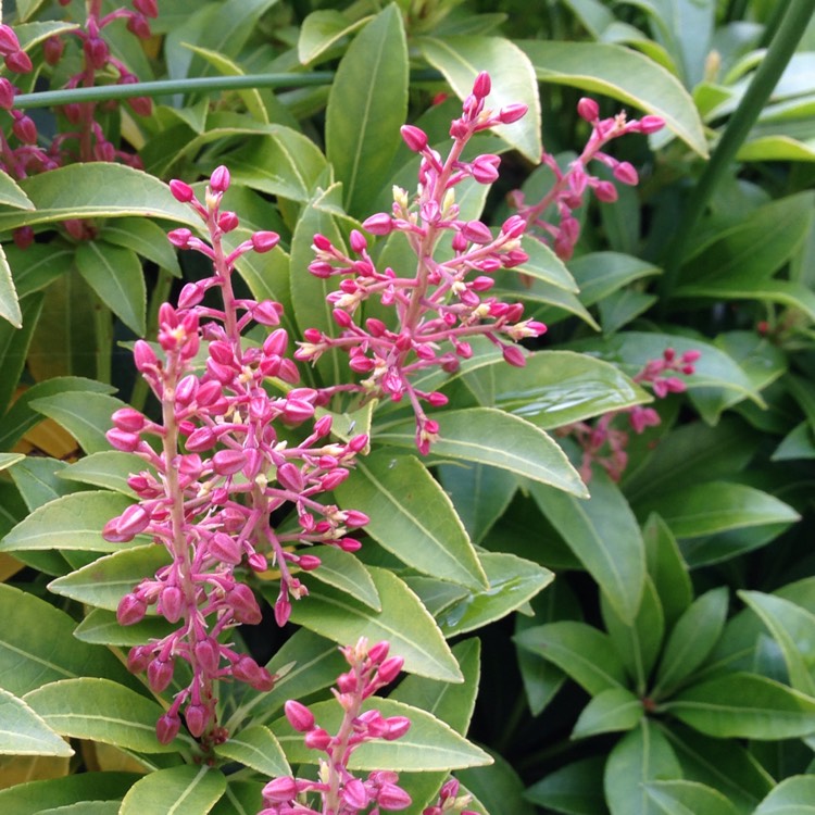 plant image 547030 plant image 547030