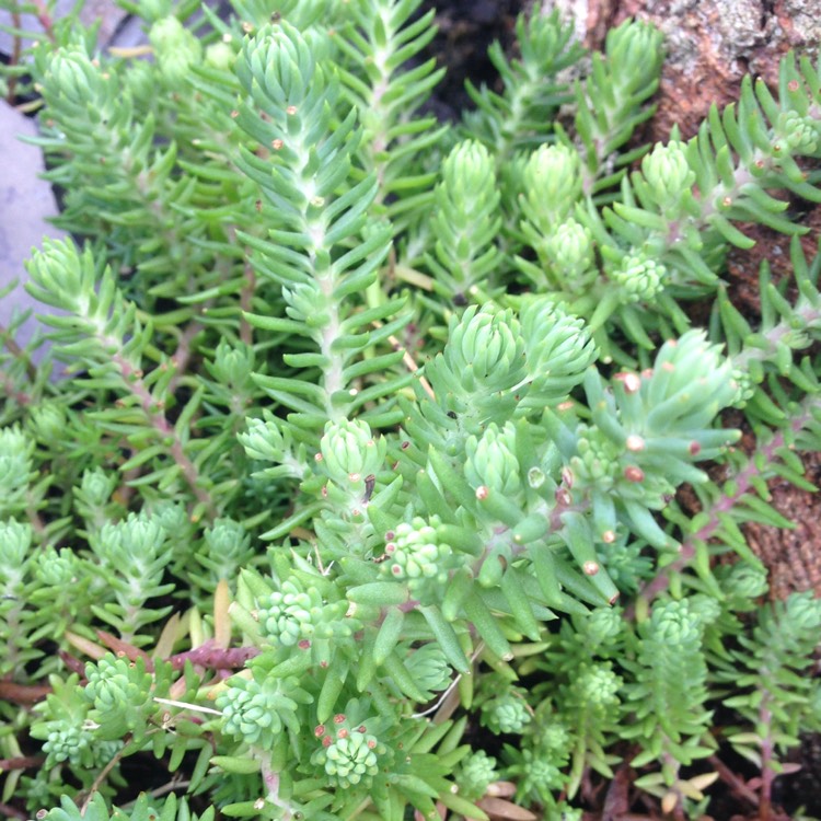 plant image 550388