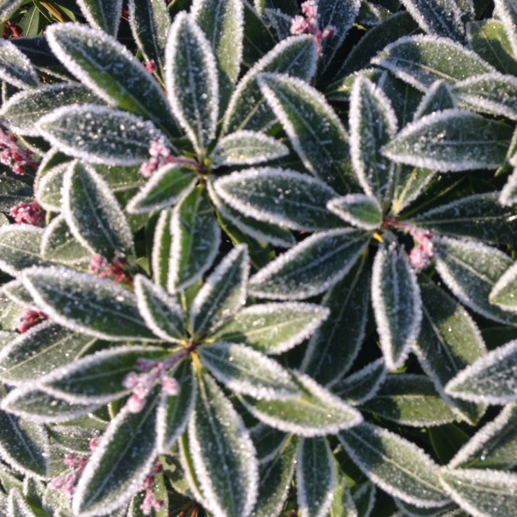 plant image 589818 plant image 589818