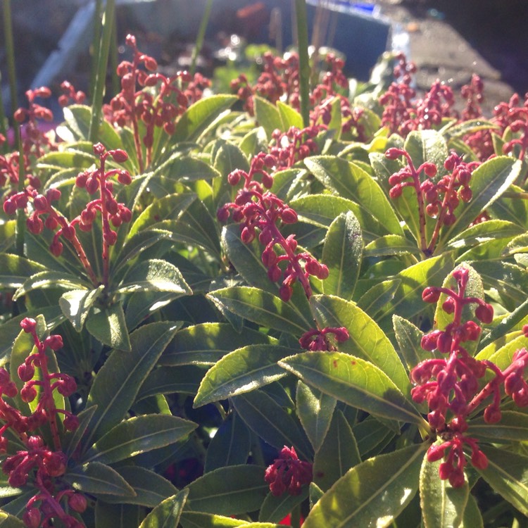 Plant image Pieris japonica 'Cupido'