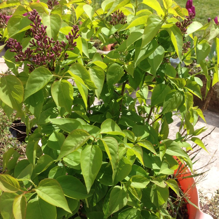 Plant image Syringa vulgaris 'Firmament'