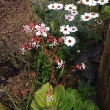 Saxifraga umbrosa 'Primuloides'