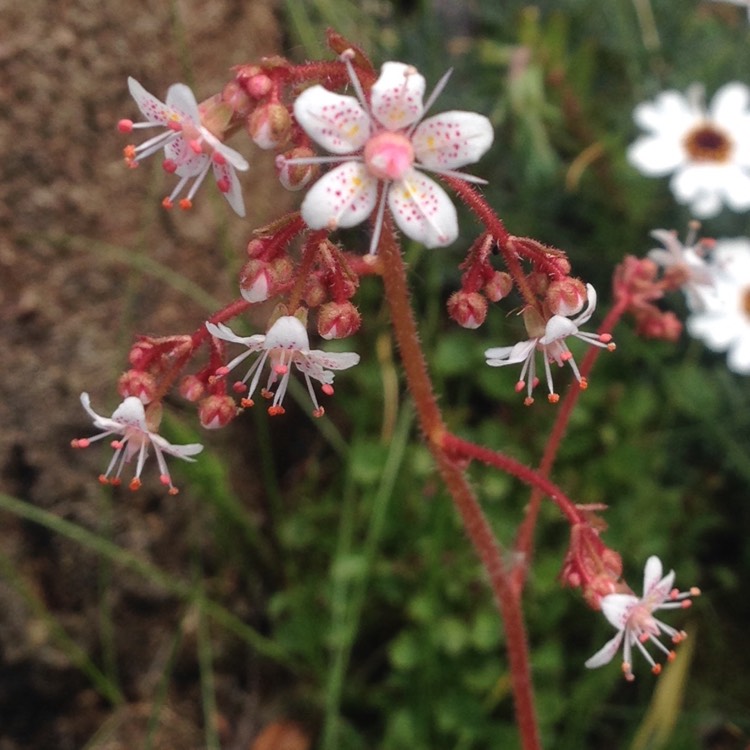 Plant image Saxifraga umbrosa 'Primuloides'