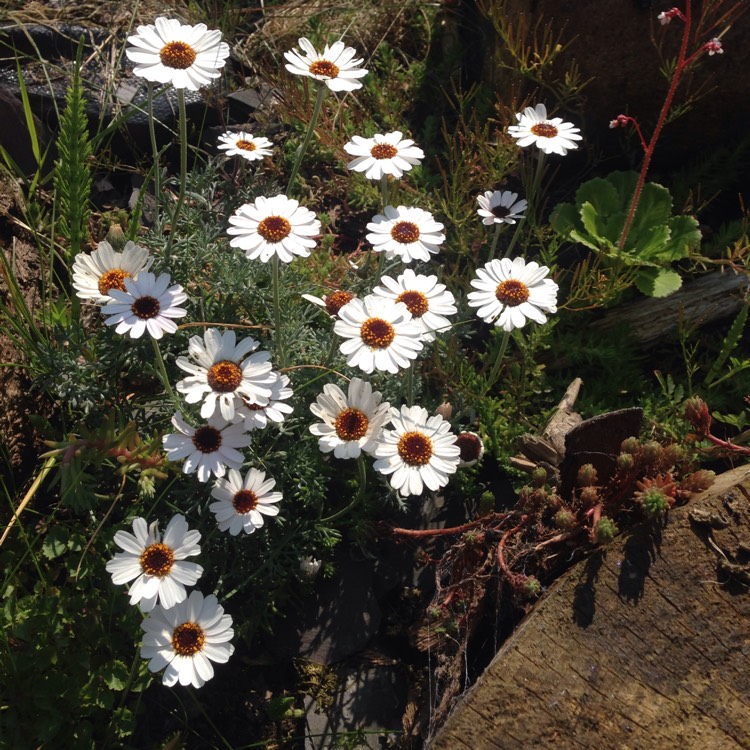 Plant image Rhodanthemum 'Casablanca' (Atlas Daisy Series)
