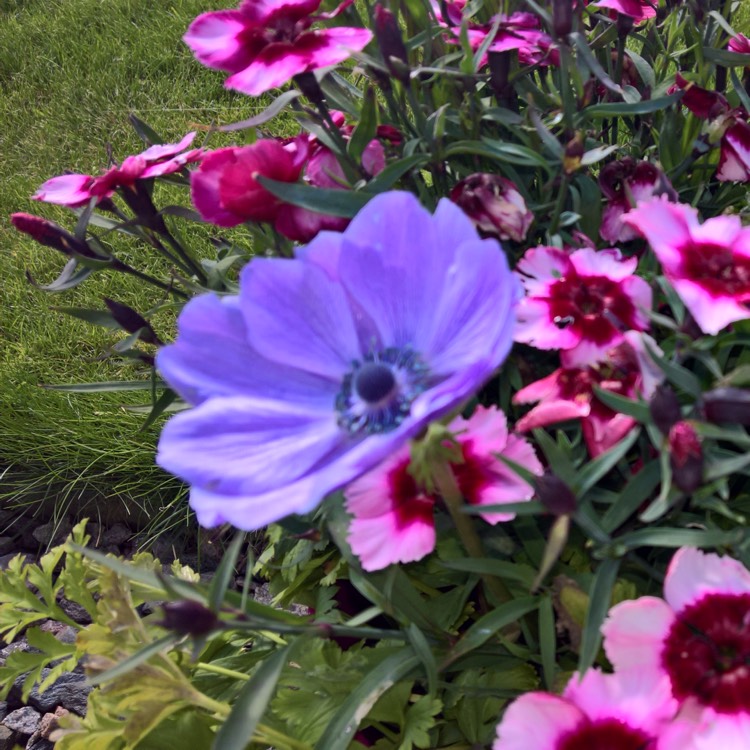 Plant image Anemone coronaria de caen 'Mr Fokker'