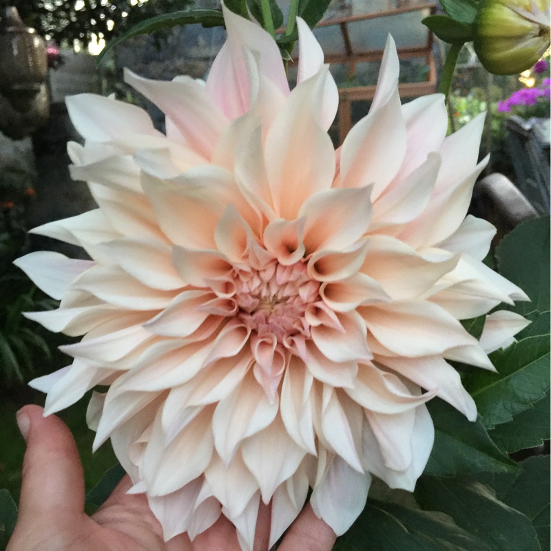 Dahlia 'Cafe au Lait'