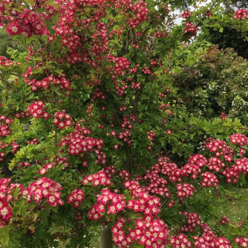 plant image 15849