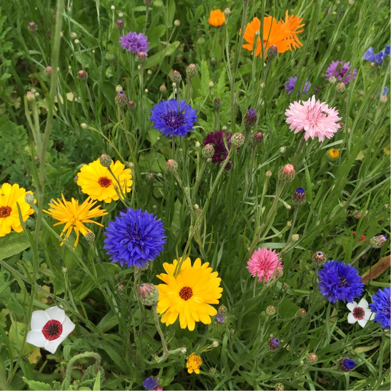 Jo's garden
