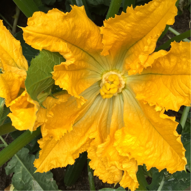 Jo's garden