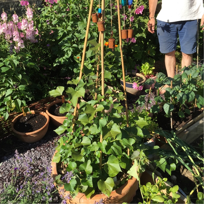 Sweet Potato