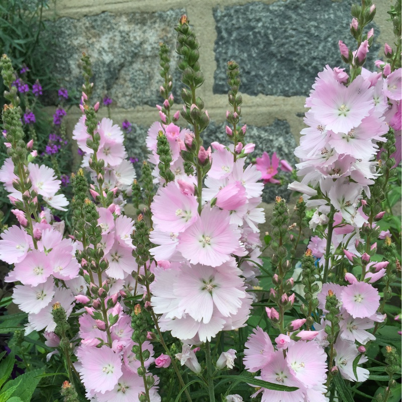 Prairie Mallow